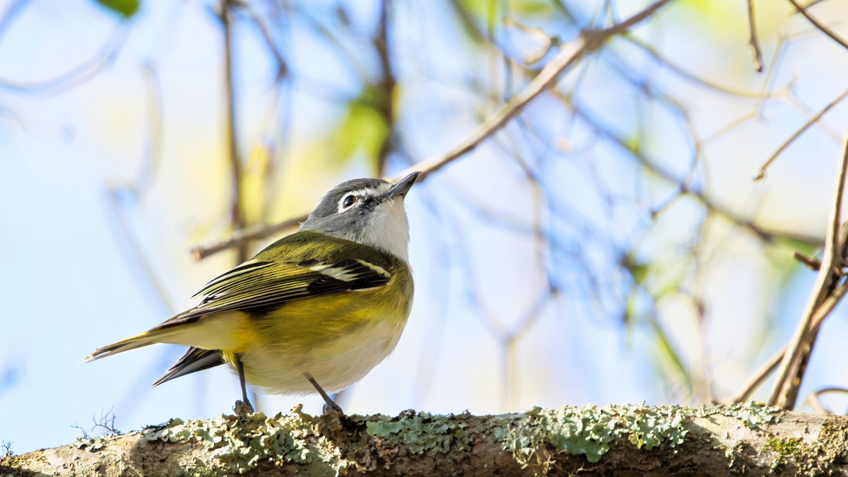 フタスジモズモドキ - ML646455682