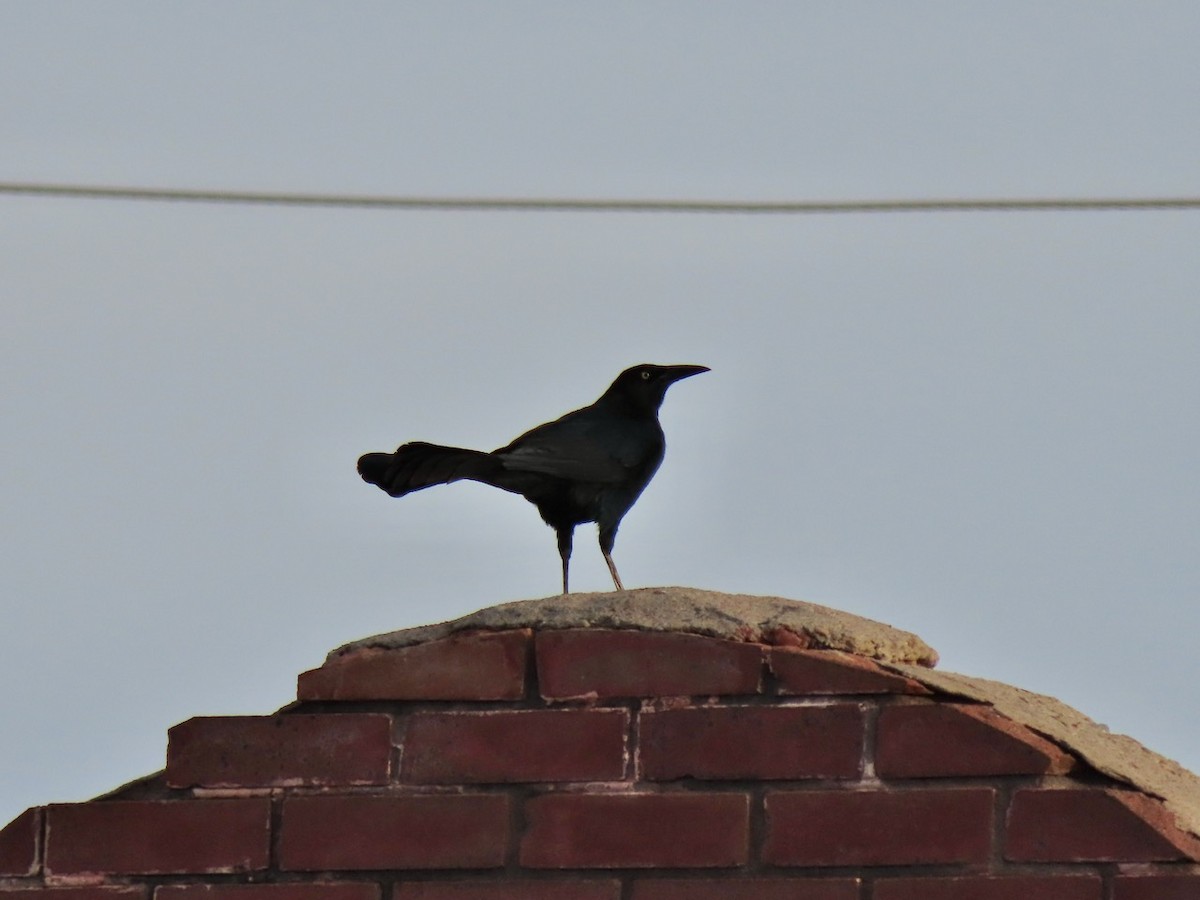 Great-tailed Grackle - ML646455683
