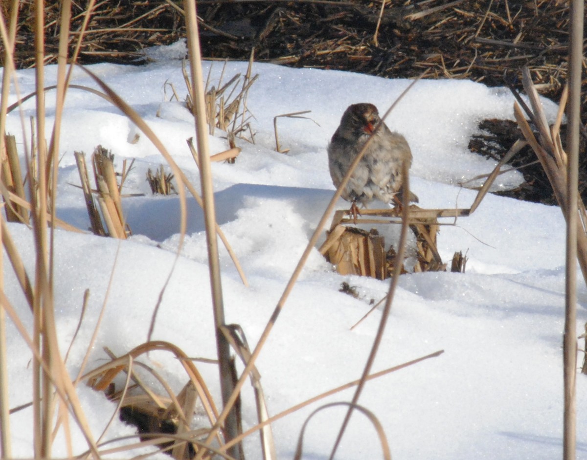 White-crowned Sparrow - ML646455684