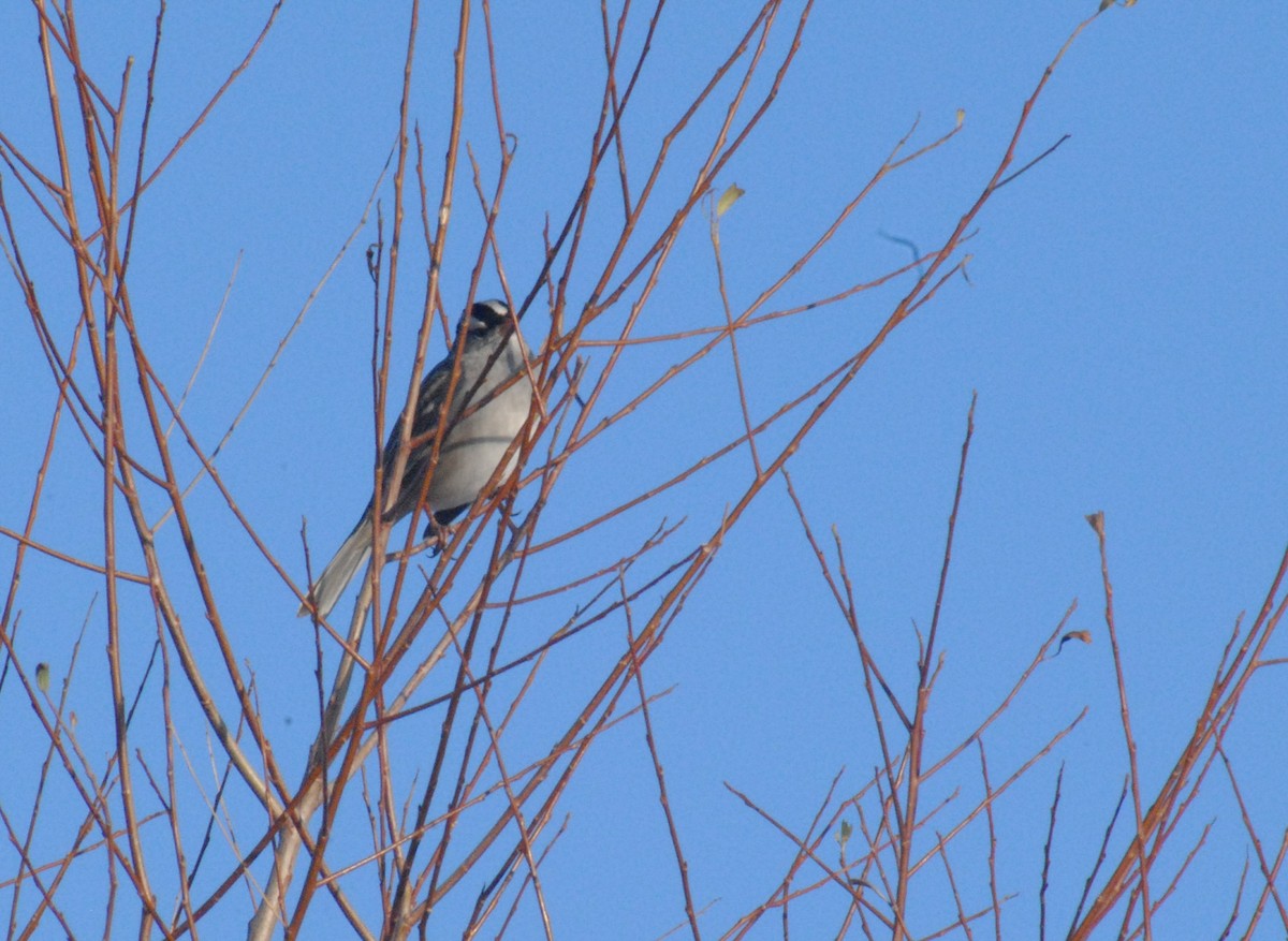 White-crowned Sparrow - ML646455686