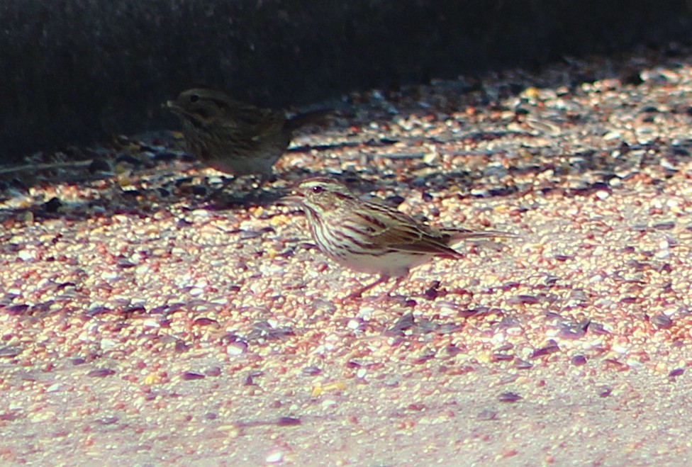 Savannah Sparrow - ML646455689