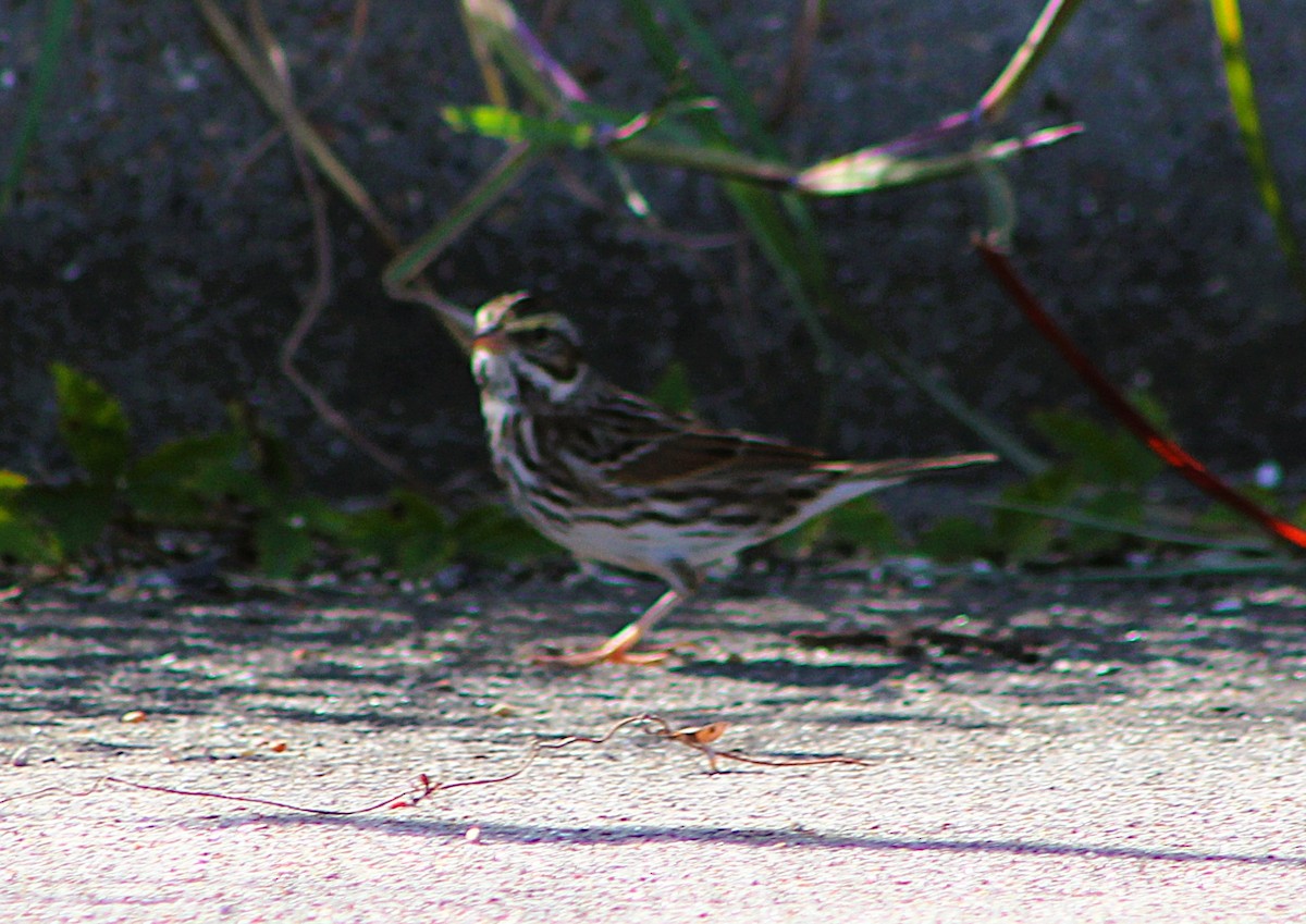 Savannah Sparrow - ML646455690