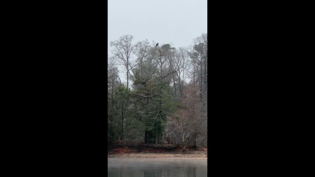 Bald Eagle - ML646455691
