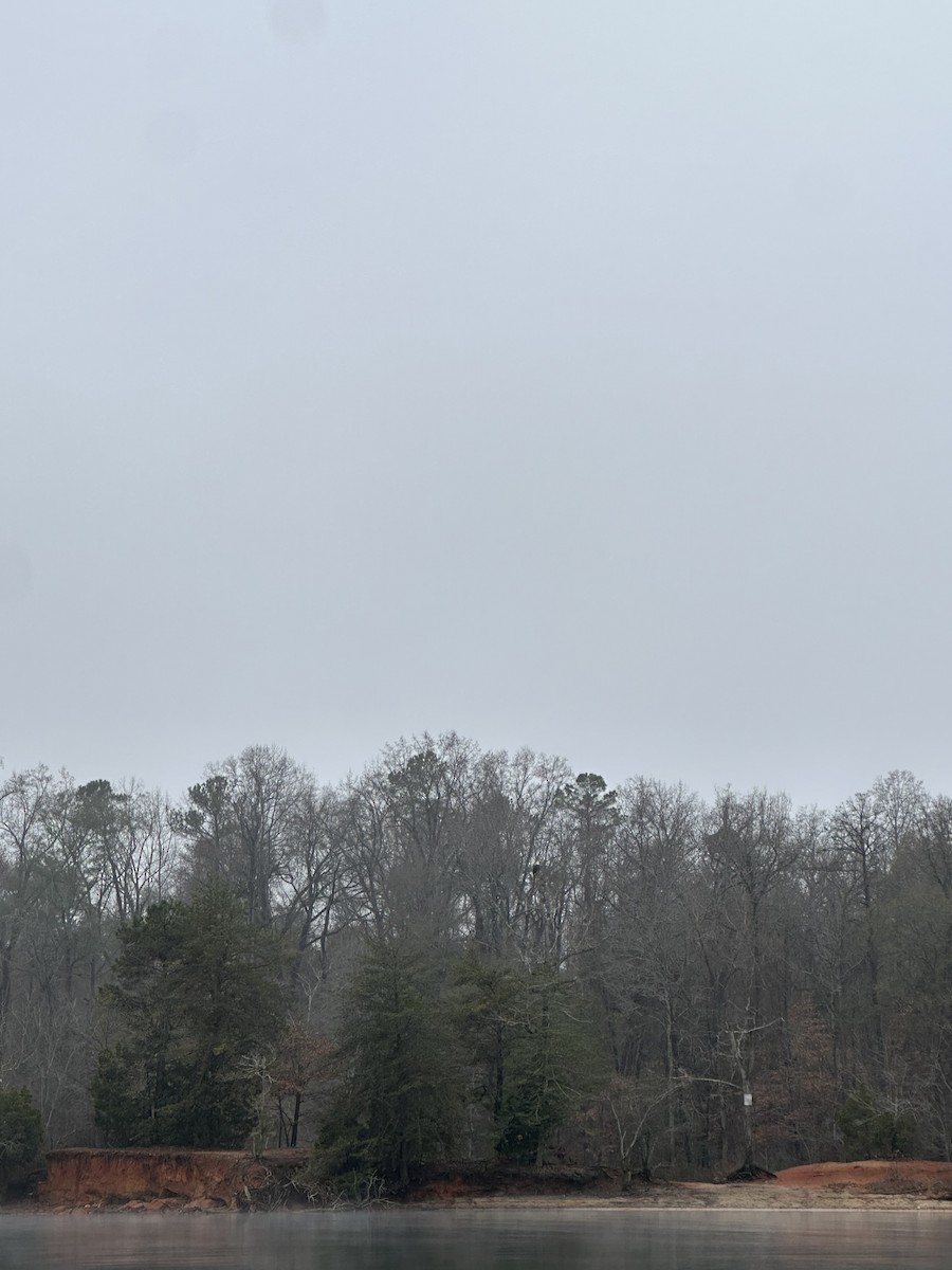 Pygargue à tête blanche - ML646455694