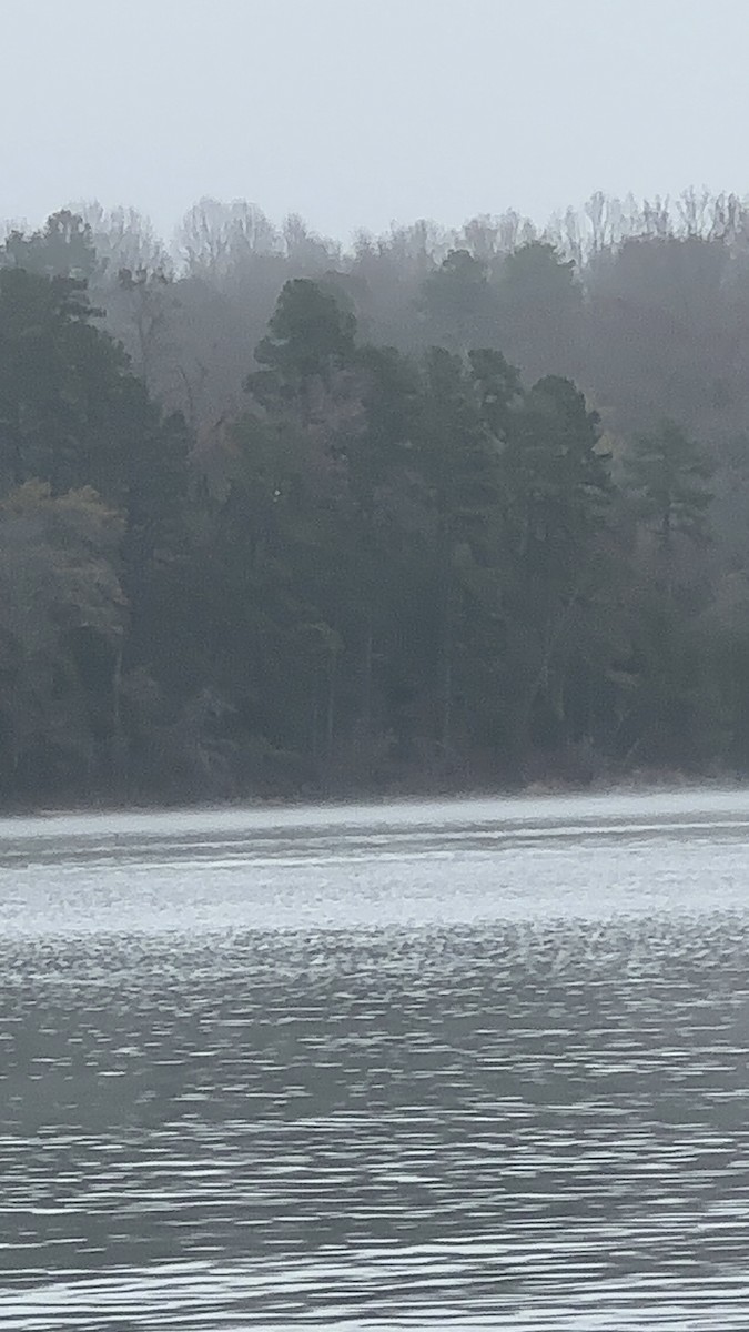 Pygargue à tête blanche - ML646455695