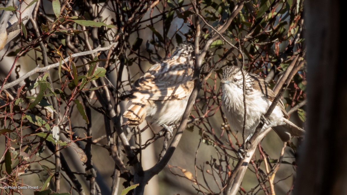 medosavka čárkovaná - ML646455696