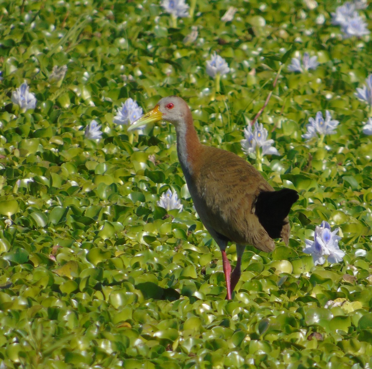 Giant Wood-Rail - ML646455701