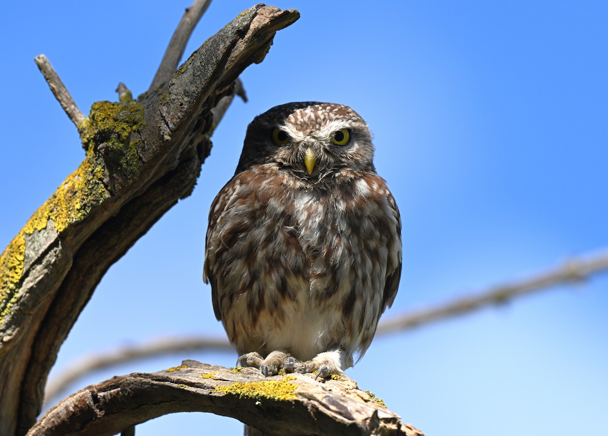 Kukumav - ML646455702