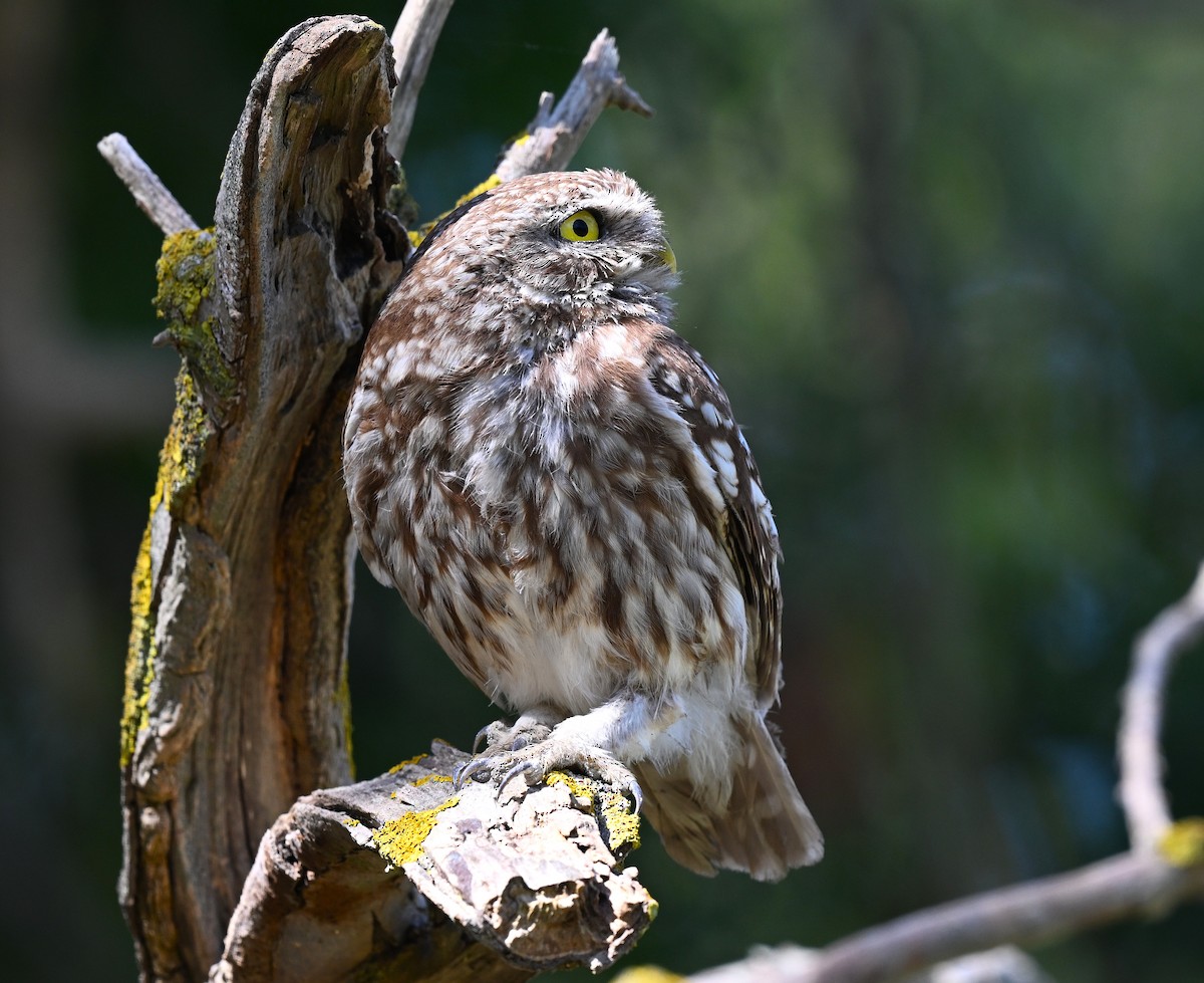 Kukumav - ML646455706