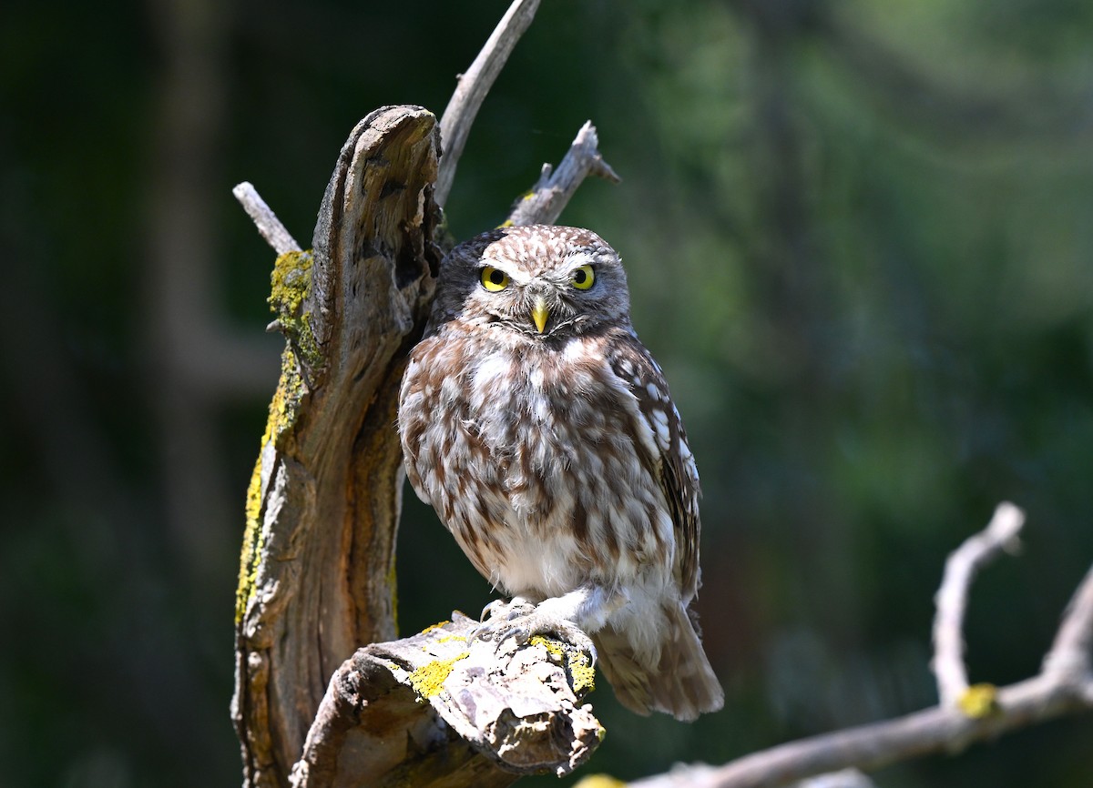 Kukumav - ML646455707