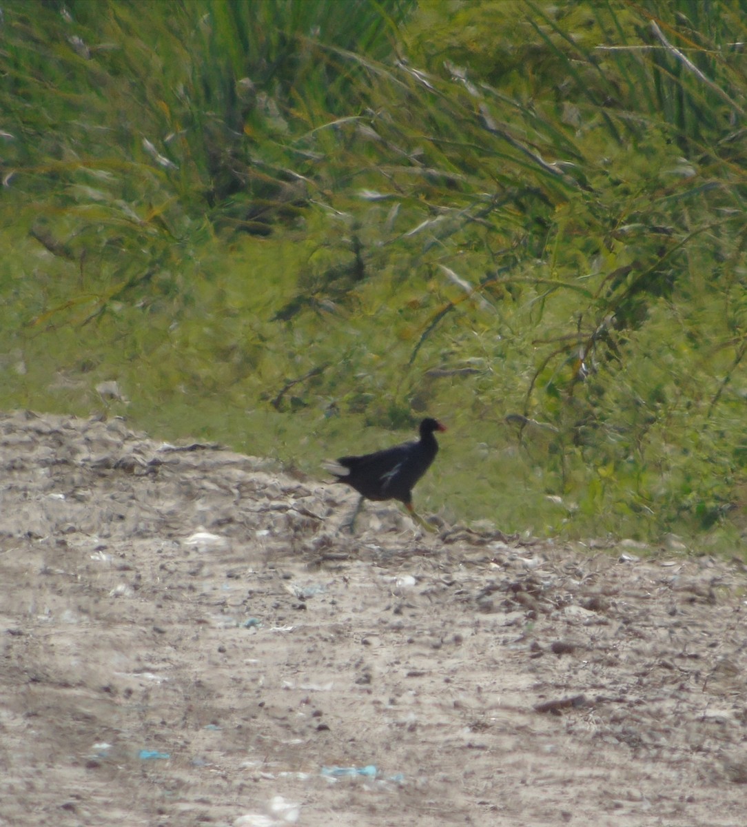 Common Gallinule - ML646455708