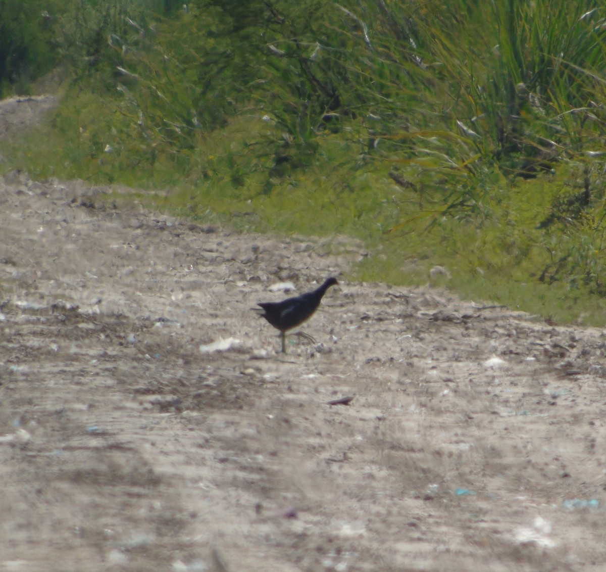 Common Gallinule - ML646455709
