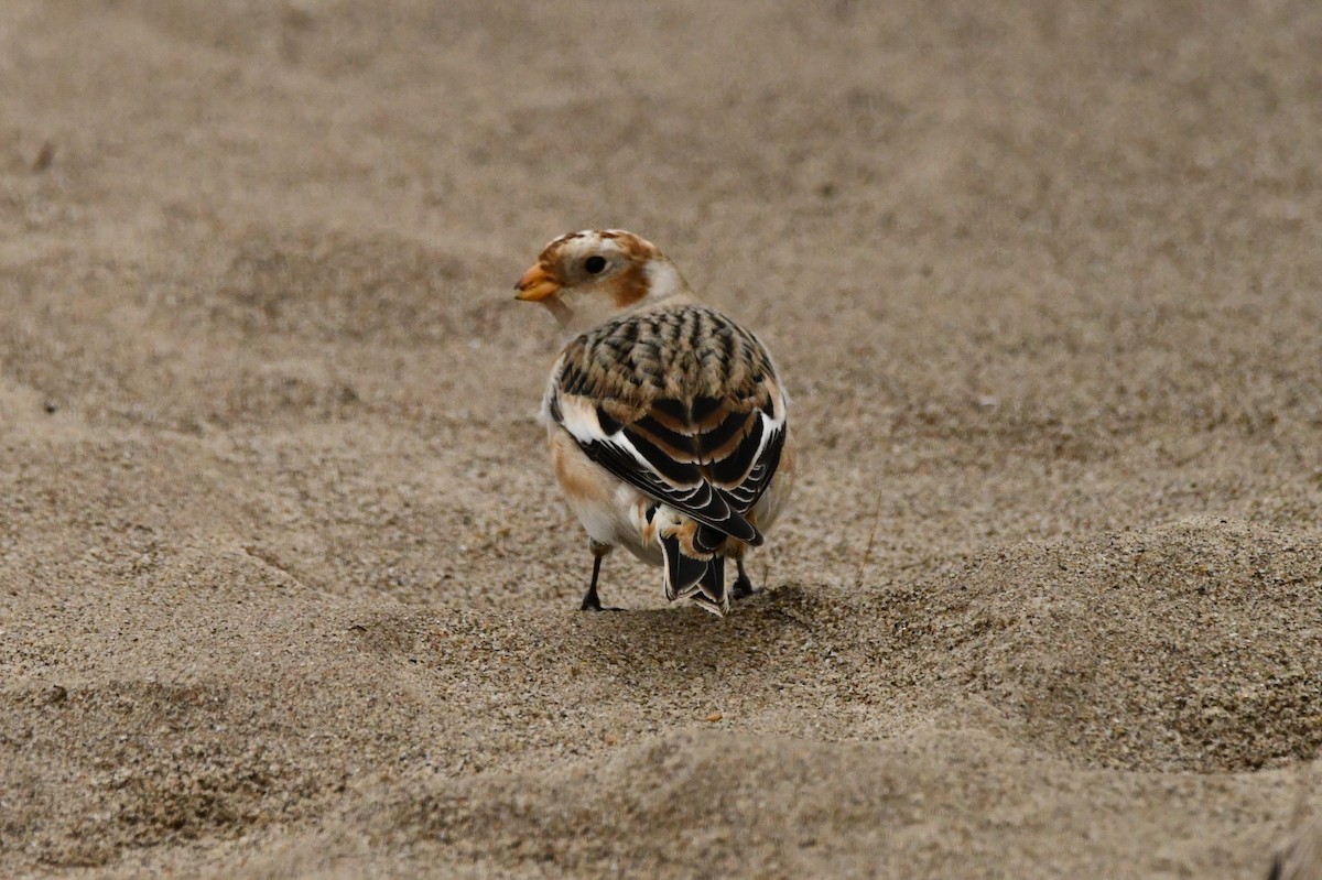 sněhule severní - ML646455710