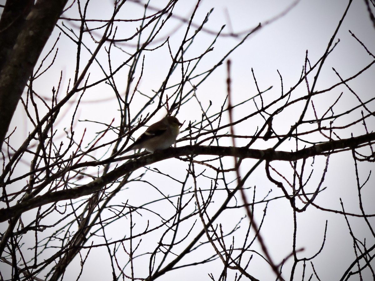 American Goldfinch - ML646455711
