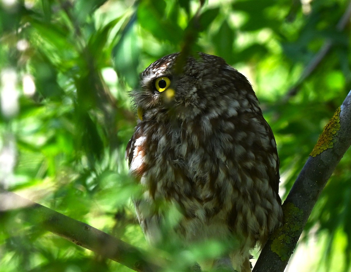 Kukumav - ML646455712