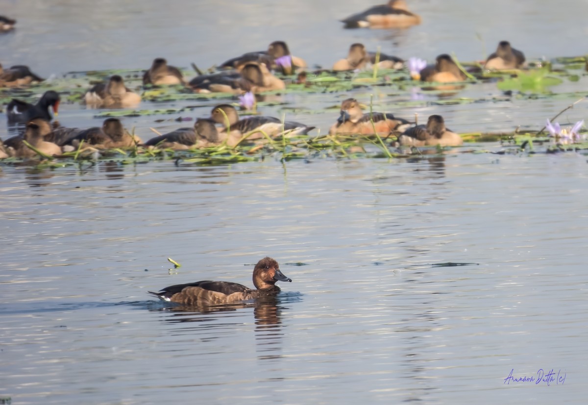 Ferruginous Duck - ML646455713
