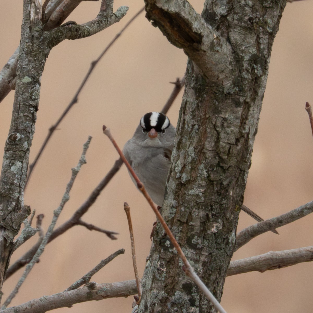 Chingolo Coroniblanco - ML646455714