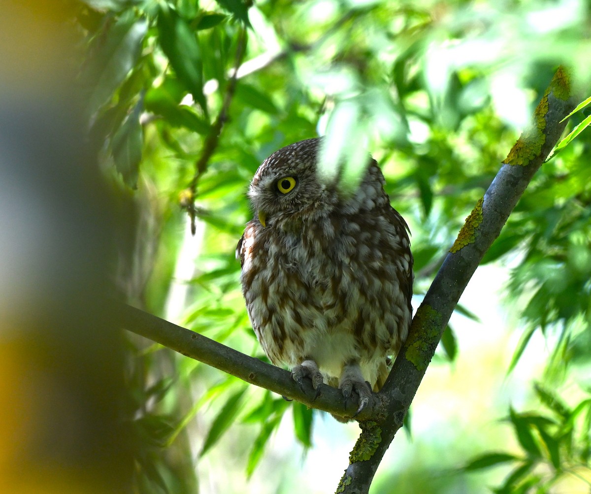 Kukumav - ML646455715