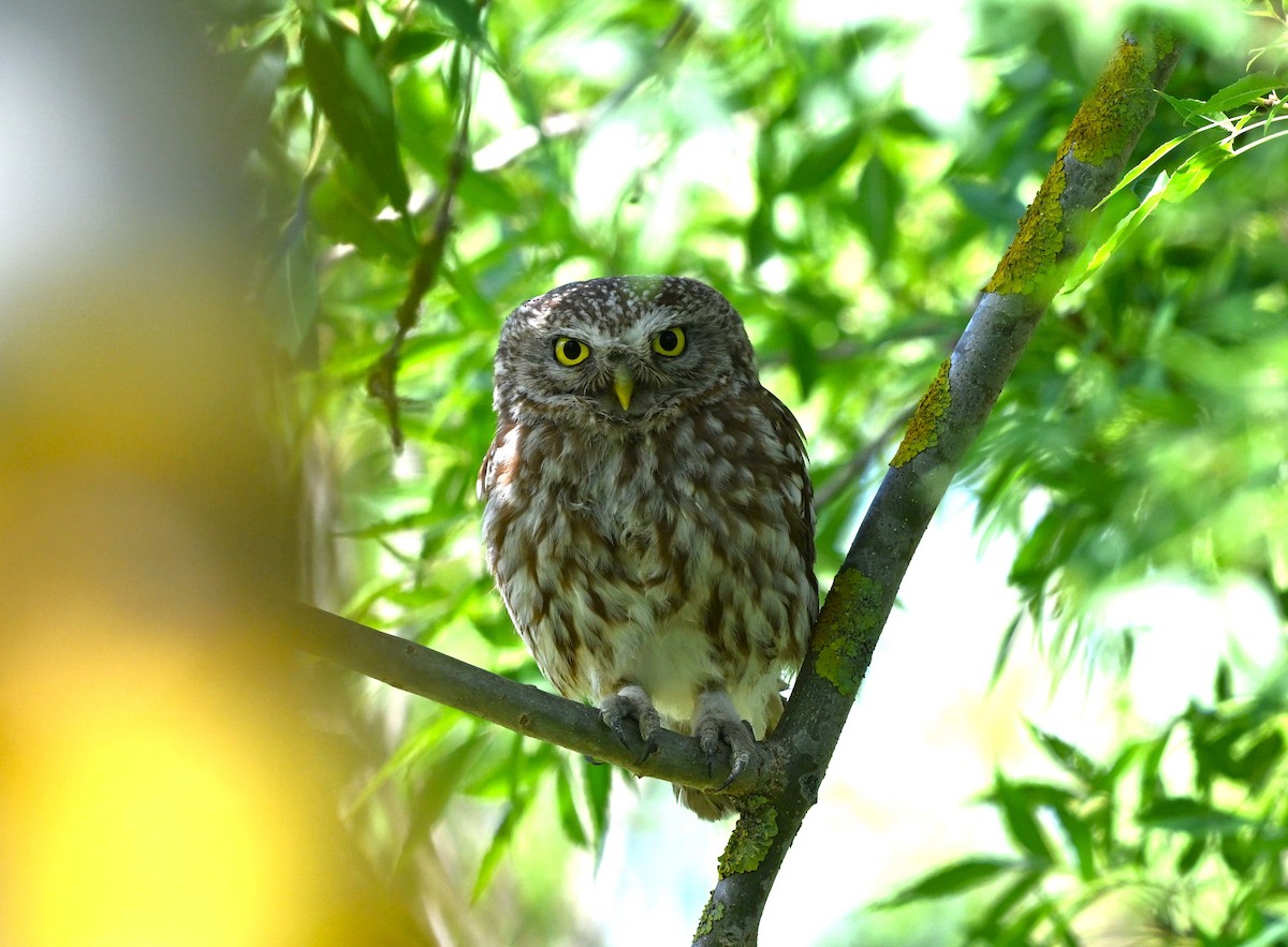 Kukumav - ML646455716