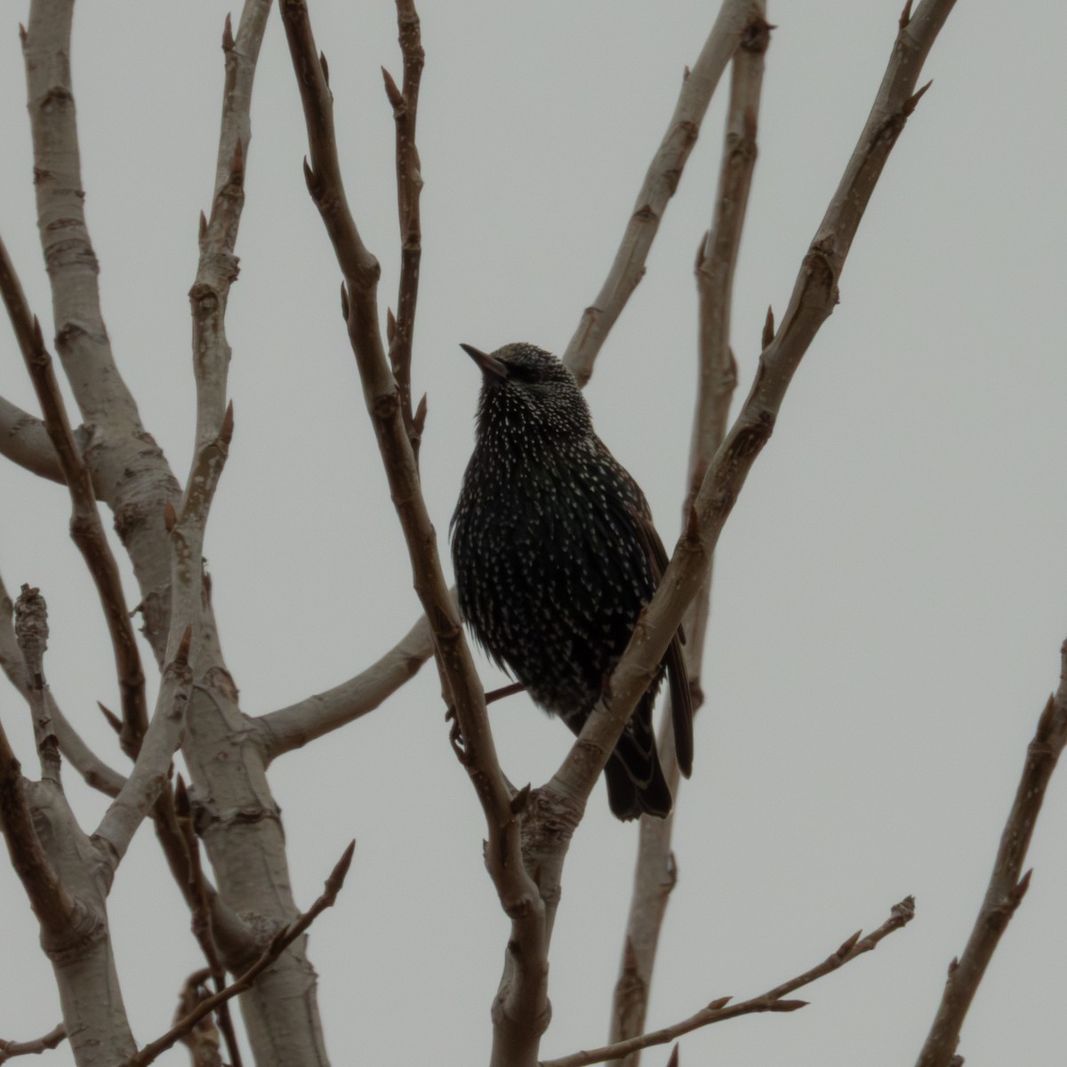 Estornino Pinto - ML646455717