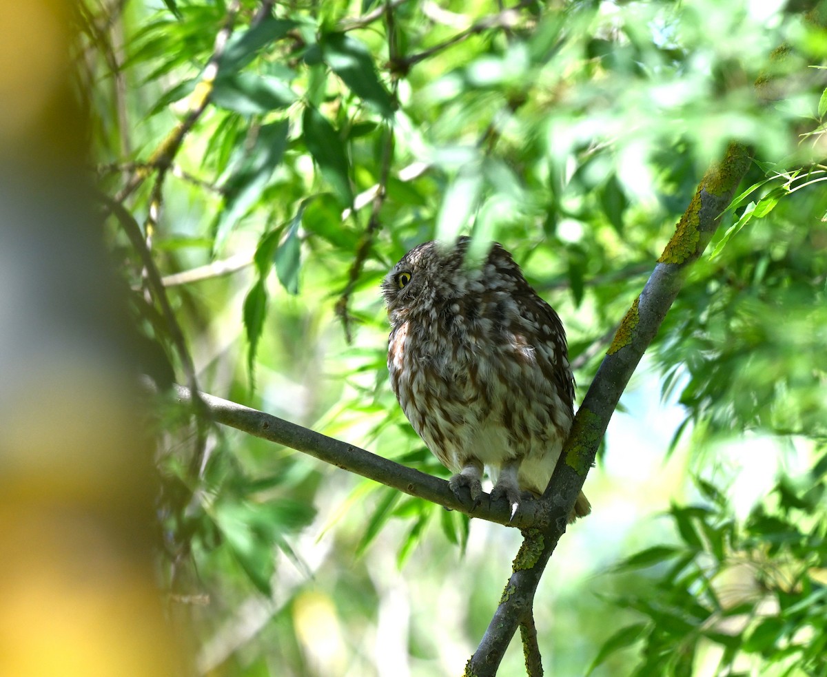 Kukumav - ML646455719