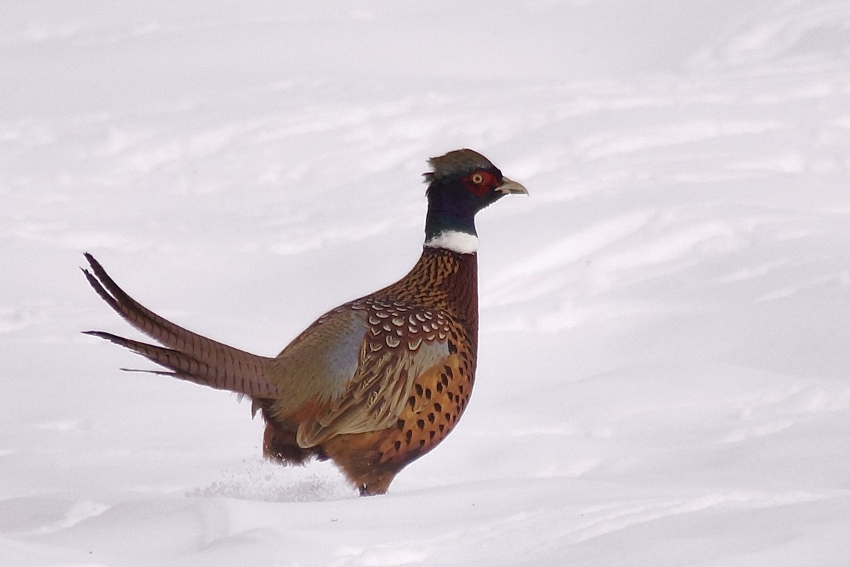 Зэрлэг гургуул - ML646455721