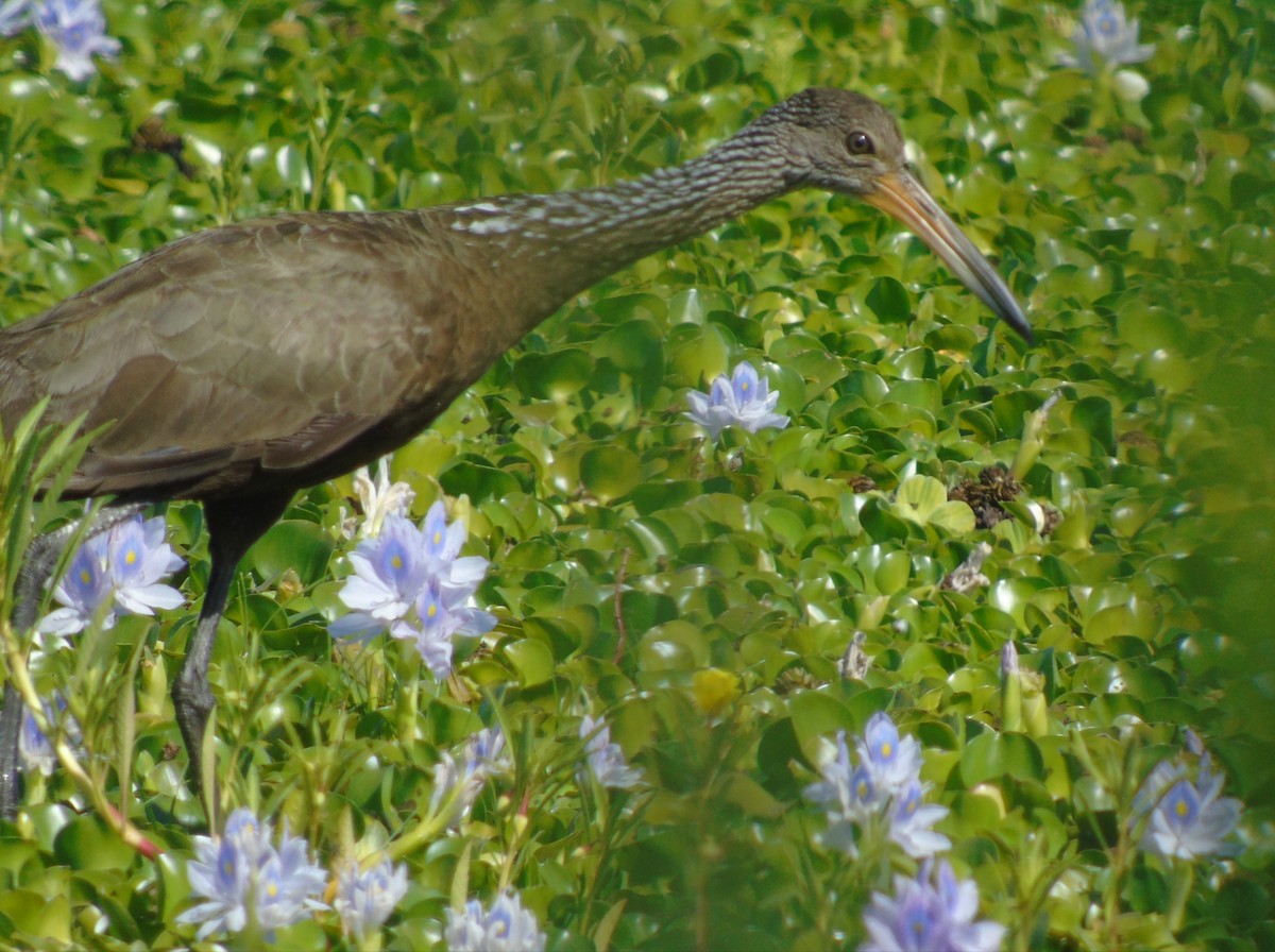 Limpkin - ML646455725