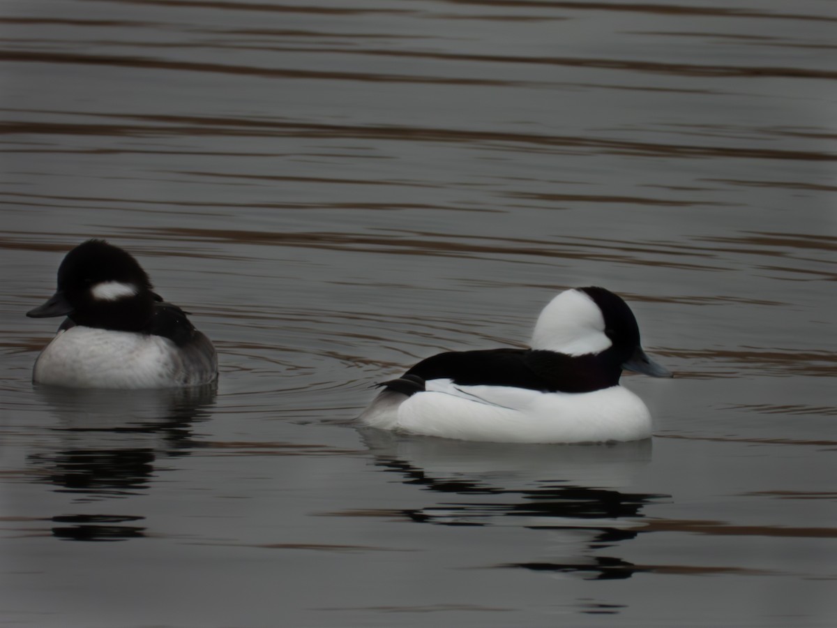 Porrón Albeola - ML646455730