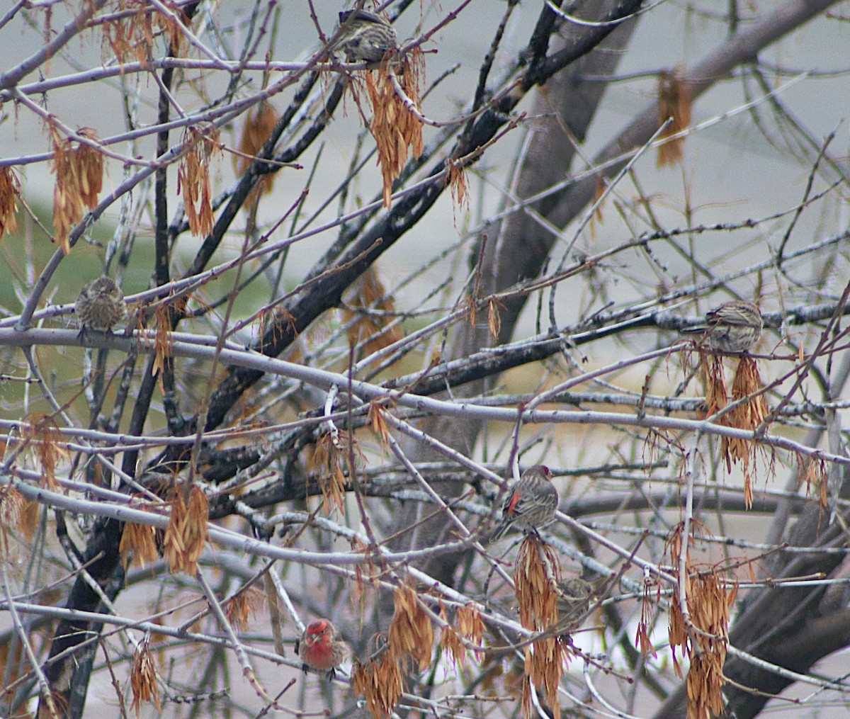 House Finch - ML646455731