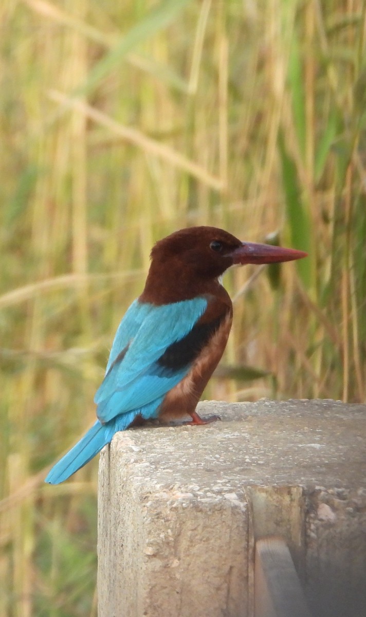 White-throated Kingfisher - ML646455734