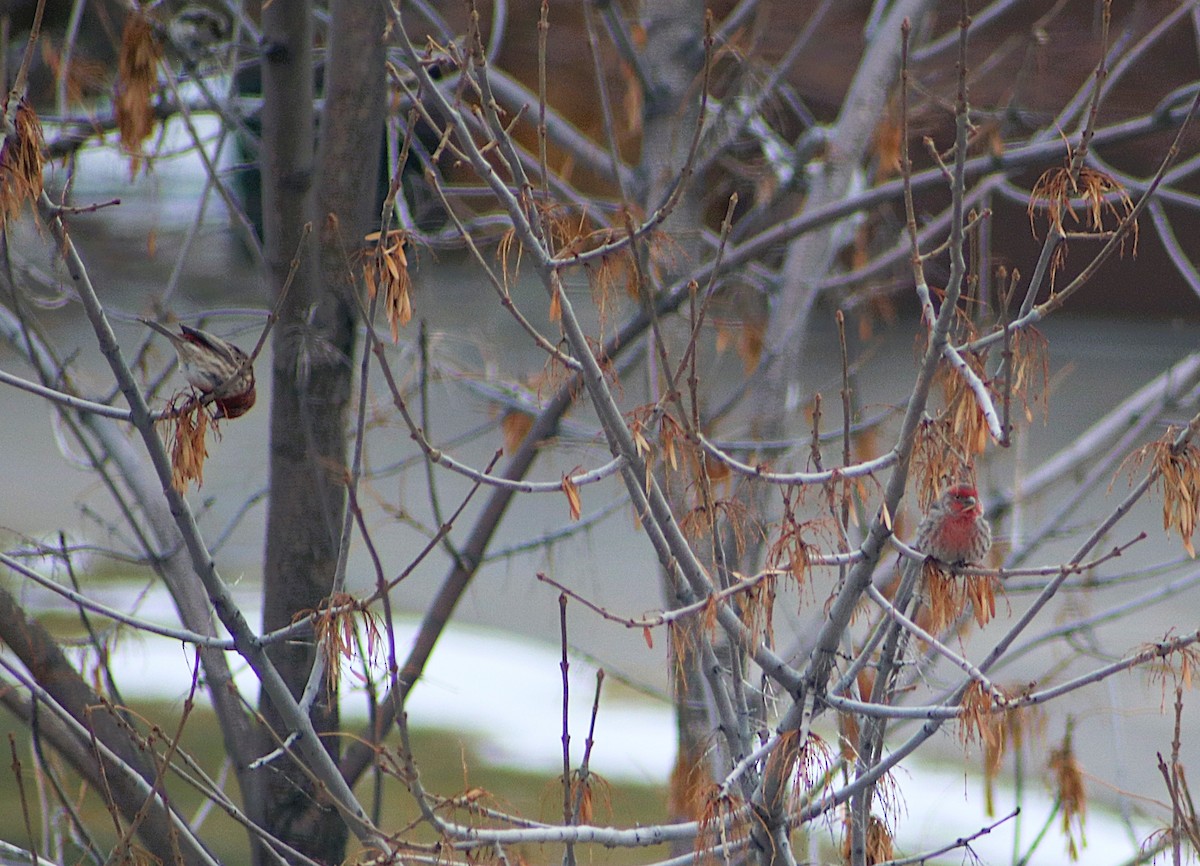 House Finch - ML646455735