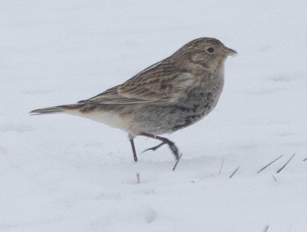 Chestnut-collared Longspur - ML646455737