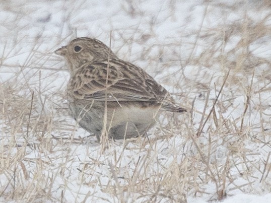 Chestnut-collared Longspur - ML646455738