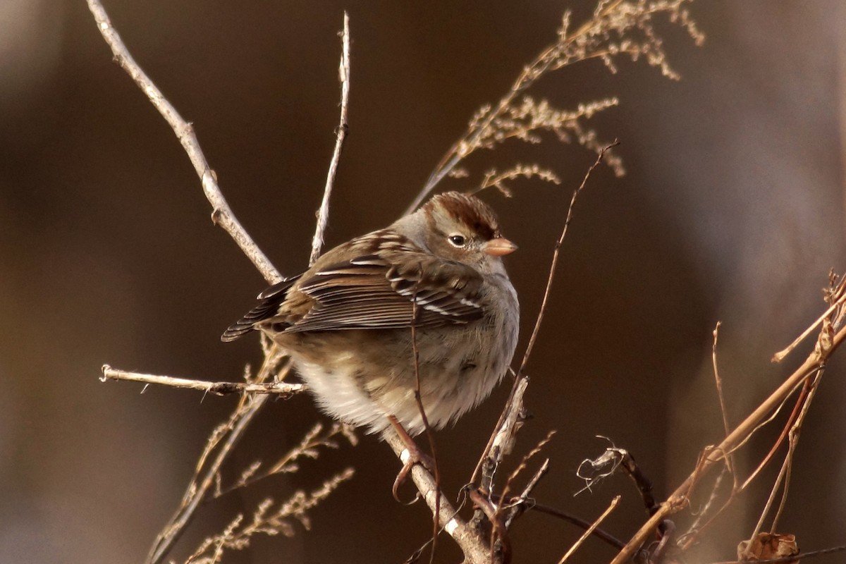 White-crowned Sparrow - ML646455739