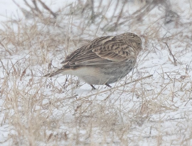 Chestnut-collared Longspur - ML646455740