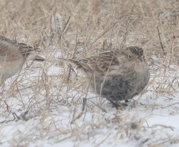 Chestnut-collared Longspur - ML646455741
