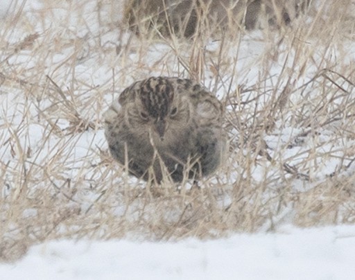 Chestnut-collared Longspur - ML646455742