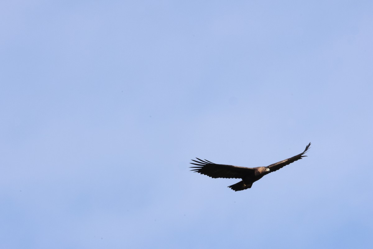 Golden Eagle - ML646455743