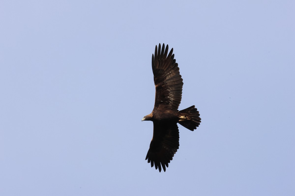 Golden Eagle - ML646455744
