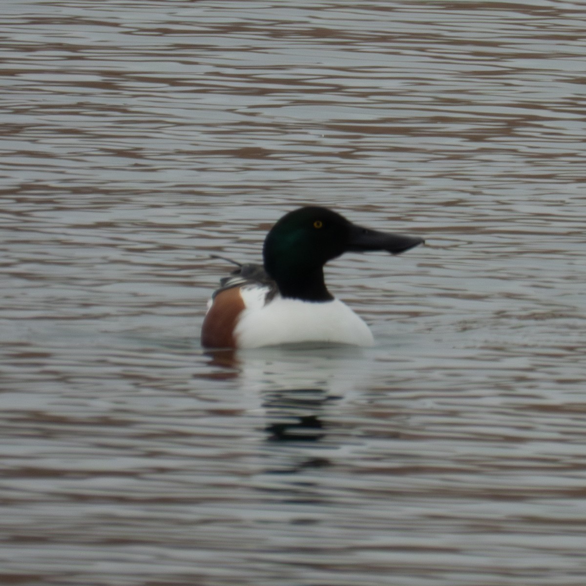 Cuchara Común - ML646455745