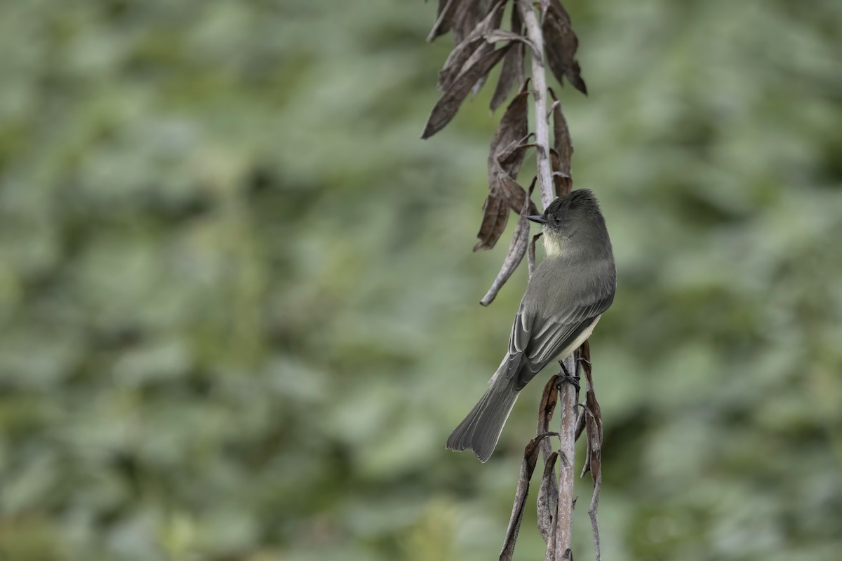 Eastern Phoebe - ML646455746