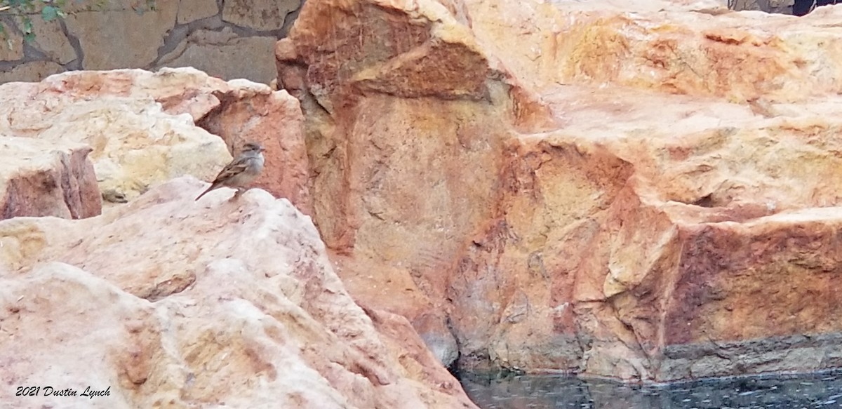 House Sparrow - ML646455747