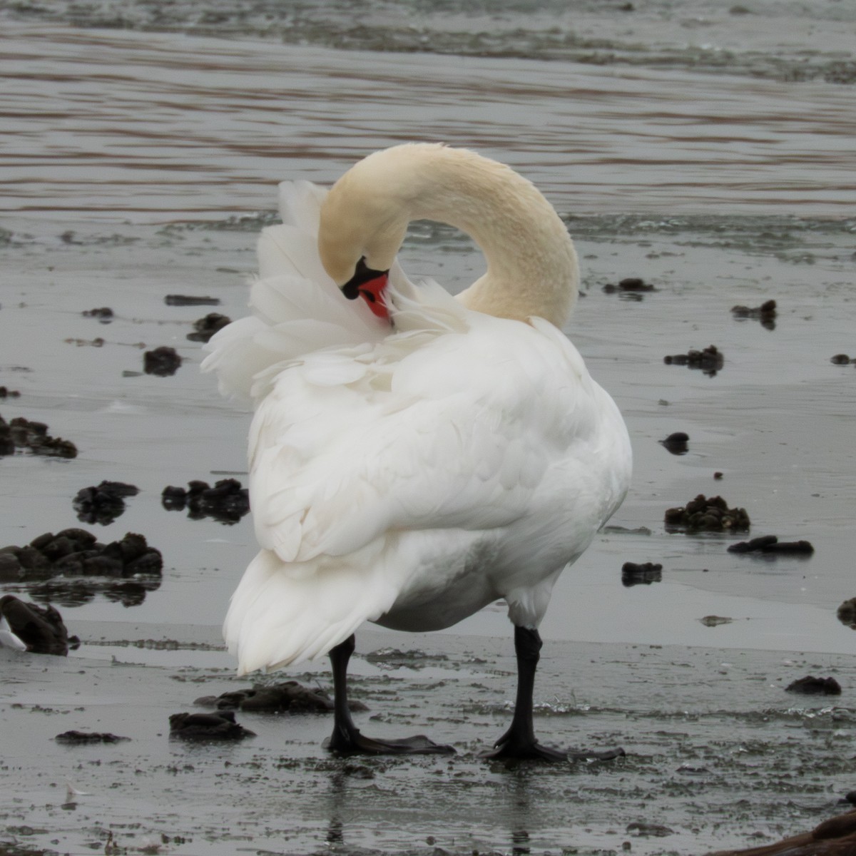 Cisne Vulgar - ML646455748