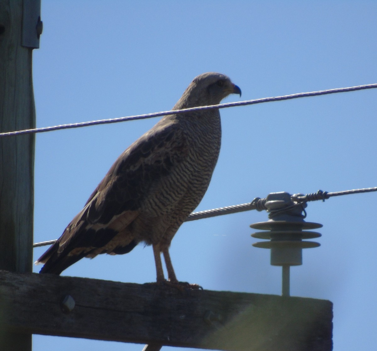 Savanna Hawk - ML646455750