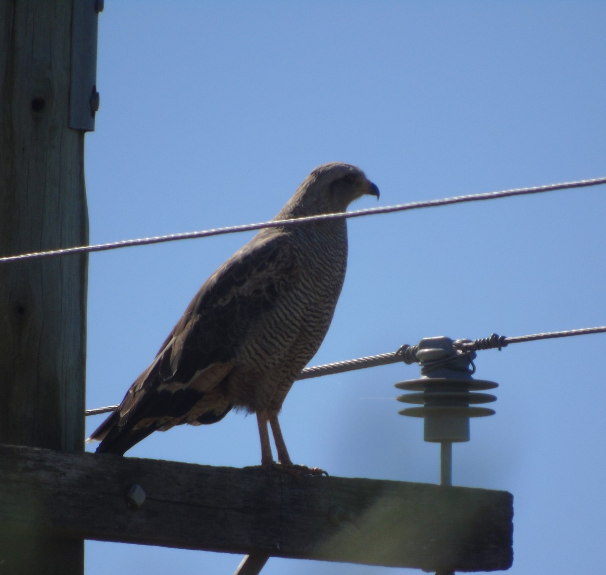 Savanna Hawk - ML646455751