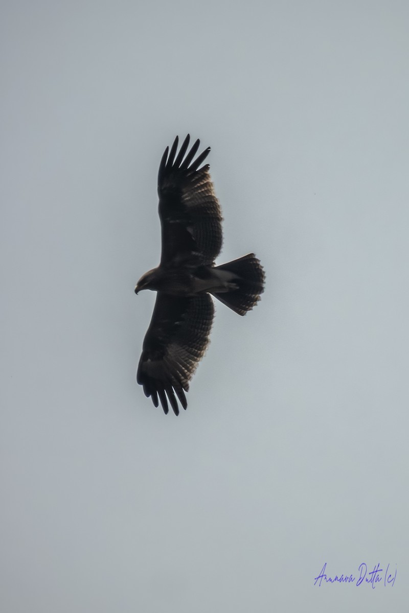 Indian Spotted Eagle - ML646455752