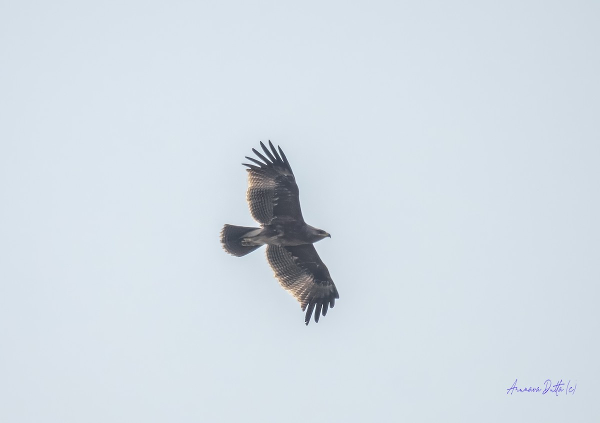 Indian Spotted Eagle - ML646455753