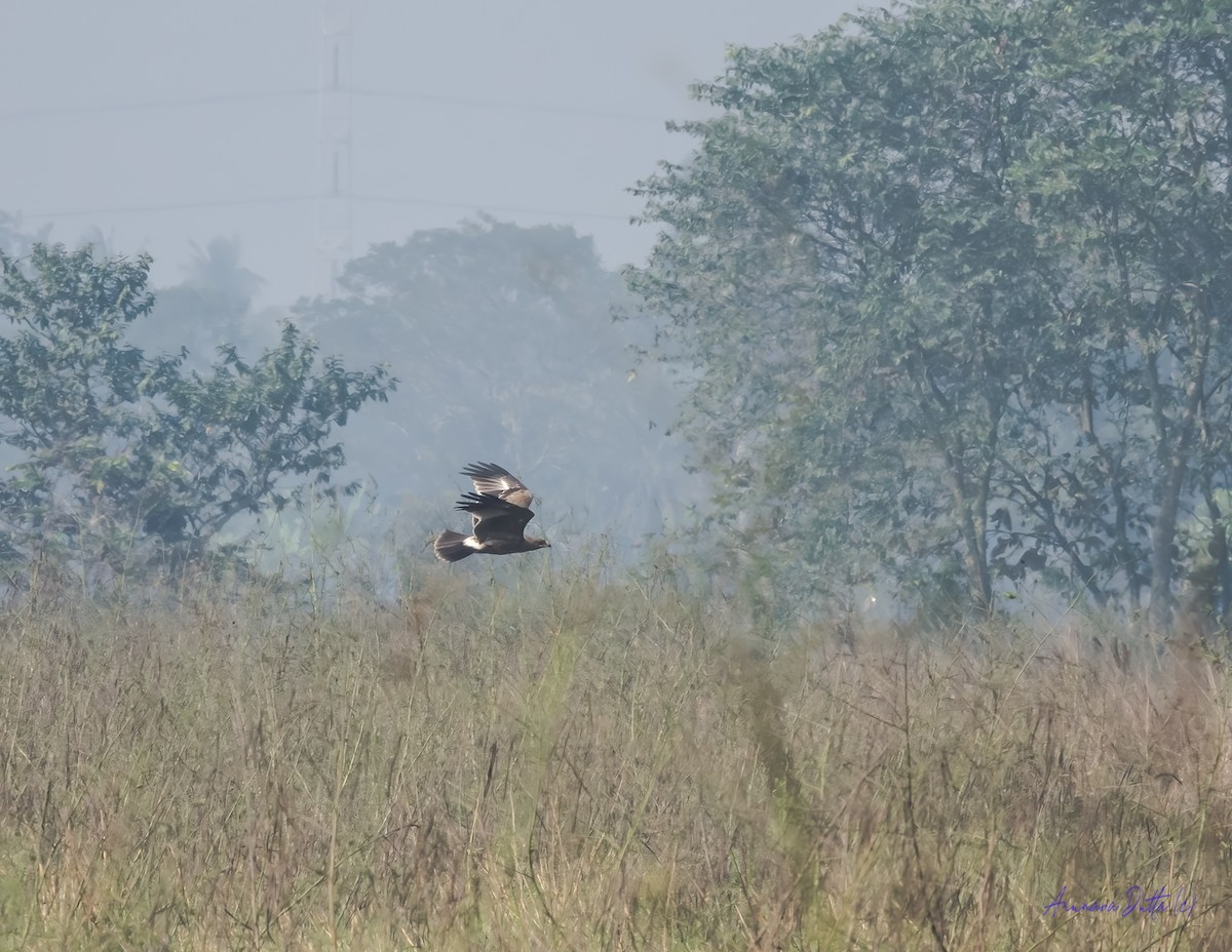 Indian Spotted Eagle - ML646455754