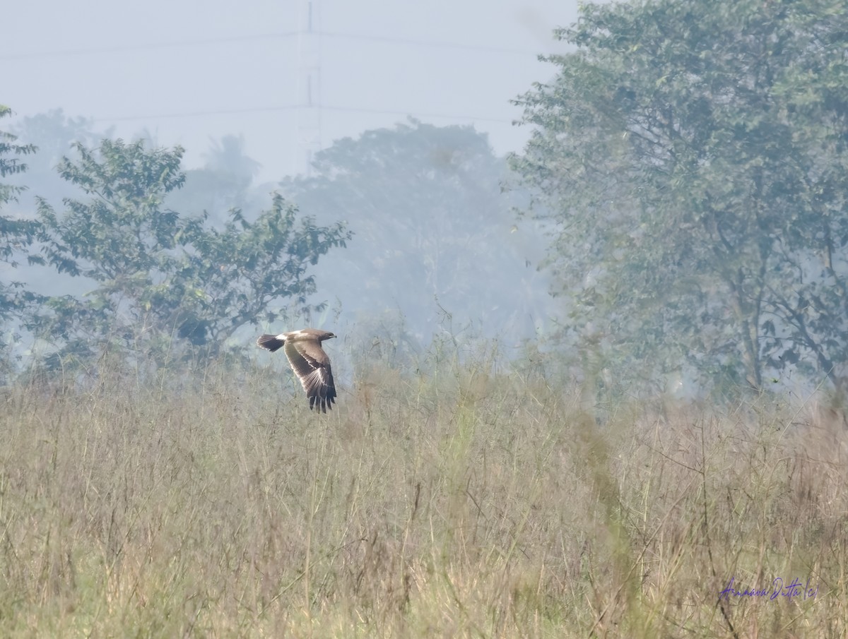 Indian Spotted Eagle - ML646455755