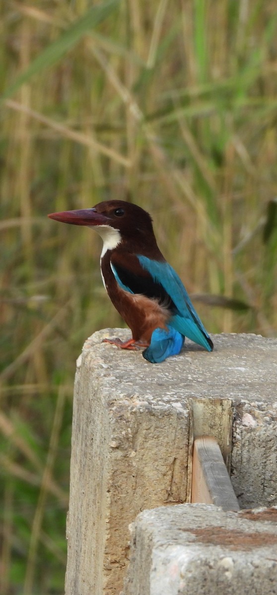 White-throated Kingfisher - ML646455756